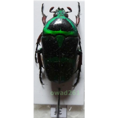 Heterorrhina macleayi (Kirby, 1818) female Philippines3f